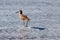 Whimbrel shorebird wading in the surf on Surfers Knoll beach in Ventura California USA