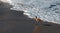 Whimbrel shorebird walking on Surfers Knoll beach in Ventura California US