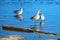 Whimbrel shorebirds reflecting in Ventura estuary preserve in California USA