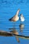 Whimbrel shorebirds in Ventura estuary preserve in California USA