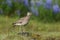 Whimbrel standing on a rock with blurred with blurred violet flowers in Iceland.