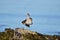 Whimbrel standing on a rock at low tide stretches a wing and leg