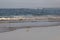 Whimbrel wading in shallow water and feeding on shellfish in the early morning