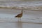 Whimbrel wading in the surf