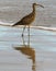 Whimbrel wading in the surf