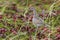 Whimbrel which feeds in the autumn tundra on Bering