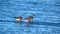 Whimbrels on the beach