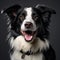 Whimsical Australian Shepherd Portraits On Black Background