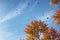 Whimsical Autumn Leaves Flying Across the Blue Sky