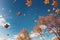 Whimsical Autumn Leaves Flying Across the Blue Sky