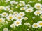 Whimsical Blooms: Captivating Daisy Flower Pictures for Your Home or Office