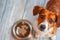 Whimsical Canine Portrait: Empty Bowl Anticipation.