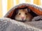 Whimsical Delight: Enchanting Sunlit Moments with a Curious Hamster