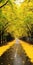 Whimsical And Dreamlike Road Lined With Yellow Trees