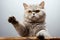 Whimsical feline British Shorthair cat posing with raised paw