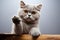 Whimsical feline British Shorthair cat posing with raised paw