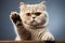 Whimsical feline British Shorthair cat posing with raised paw