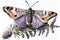 Whimsical Lavender Moth on White Background for Invitations and Posters.