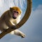 A whimsical monkey with angelic wings, swinging through a heavenly canopy of clouds4, Generative AI