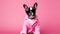 Whimsical pet: Small dog in a pink Barbie costume