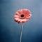 Whimsical Pink Flower In Front Of Blue Sky - Analog Photograph