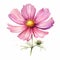 Whimsical Pink Flower Watercolor Illustration: Prairiecore Cosmic Symbolism Clipart