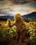 A whimsical scarecrow in a sunflower-filled field, with a big smile and outstretched arms, exuding a sense of warmth and autumn