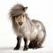 Whimsical Shetland Pony Photo On White Background