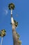 A Whimsical Sight of a Very Tall Palm Tree with Kite String Caught in Top of Tree.