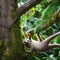 A whimsical sloth with butterfly wings, lazily hanging from a tree branch in a surreal rainforest2, Generative AI