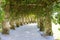 Whimsical Stone Trellis Path with Hanging Green Vines