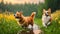 Whimsical Stroll: Red Cat and Corgi Dog, Furry Friends Walking in a Field of Greenery, Flowers, and Playful Rain