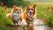 Whimsical Stroll: Red Cat and Corgi Dog, Furry Friends Walking in a Field of Greenery, Flowers, and Playful Rain