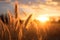 Whimsical wheat fields fantastic sunset with enchanting sunbeam glares