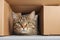 Whimsical Whiskers: Portrait of a Funny Cat Peeking Out of the Box.