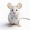 Whimsical White Mouse 3d Render With Eerie Animal Symbolism