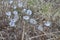 Whimsical White Seeding Dandelions near Redding, California