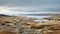 Whimsical Wilderness Sheep Walking Along The Arctic Beachside