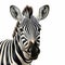 Whimsical Zebra Close-up Art With Hyper-realistic Portrayal