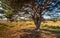 Whimsically shaped scottish pine in the Dutch nature reserve Strijbeekse Heide in North Brabant in the beginning of the fall seas