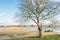 Whimsically shaped tree in the foreground of a flooded polder