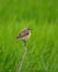 Whinchat