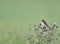 Whinchat bird on thistles