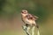 The whinchat on a branch of wormwood