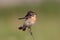 The whinchat on a branch of wormwood