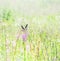 Whinchat or Bushchat Saxicola Rubetra birds couple