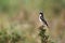 Whinchat perched on a bush