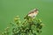 Whinchat perched on a twig