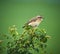 Whinchat perched on a twig