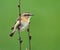 Whinchat perched on a twig